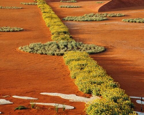 Aussie garden is young and free